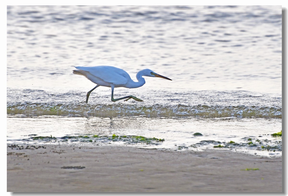 海边白鹭（三）
