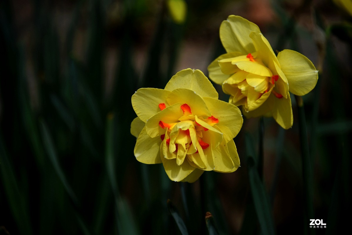 春花之水仙（9P），敬请指导！