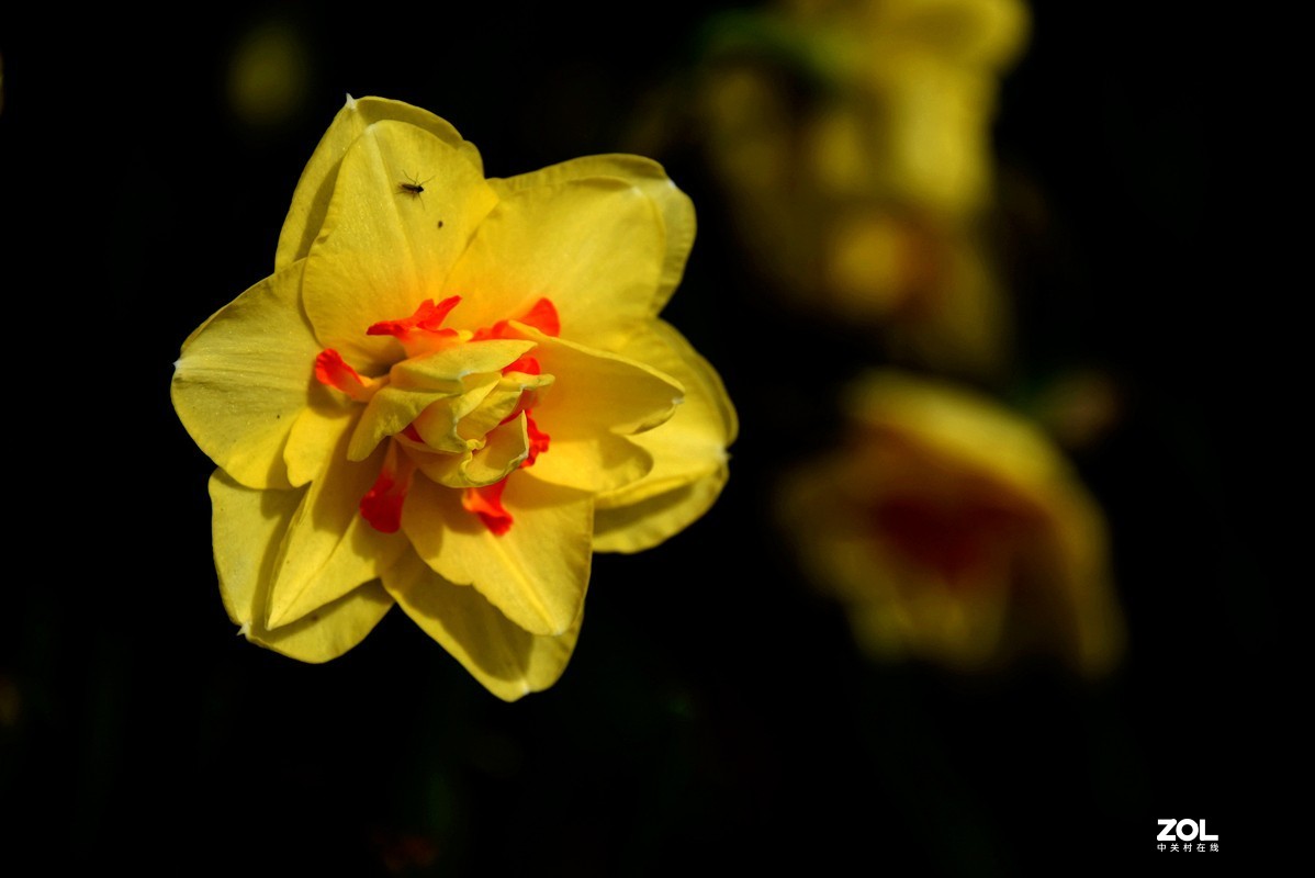 春花之水仙（9P），敬请指导！