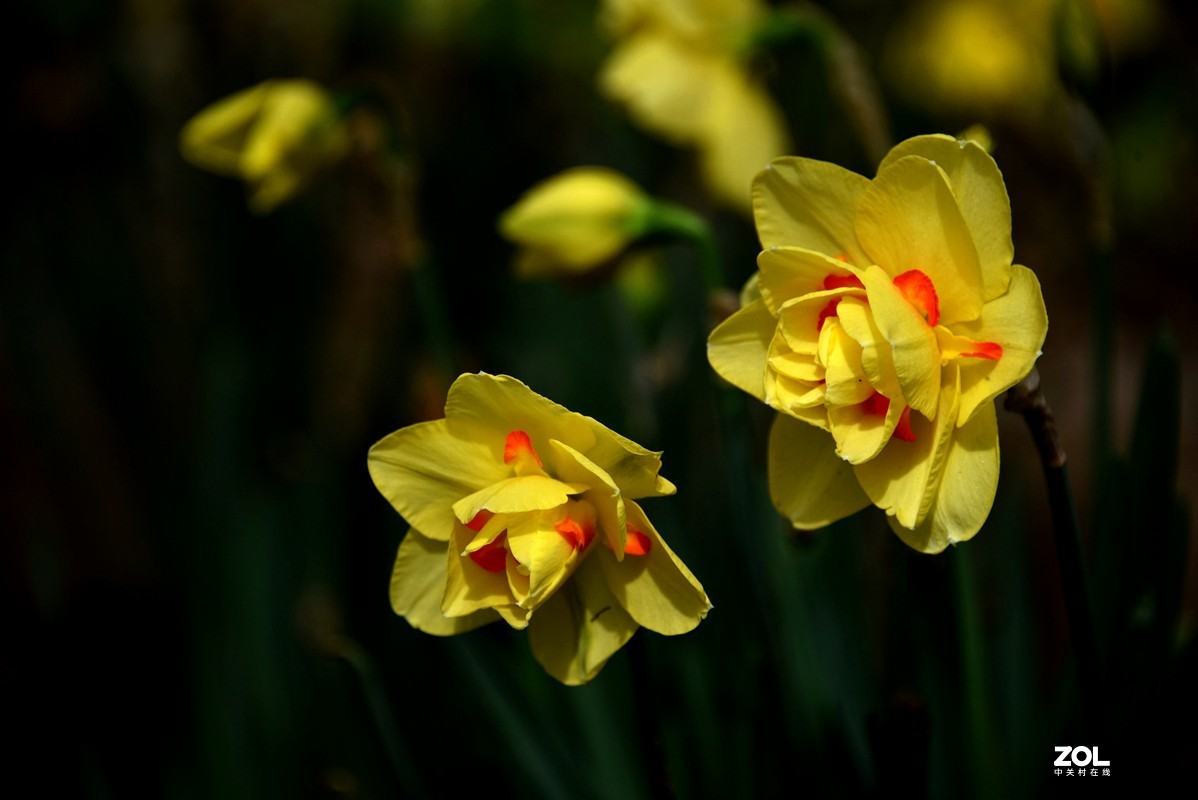 春花之水仙（9P），敬请指导！