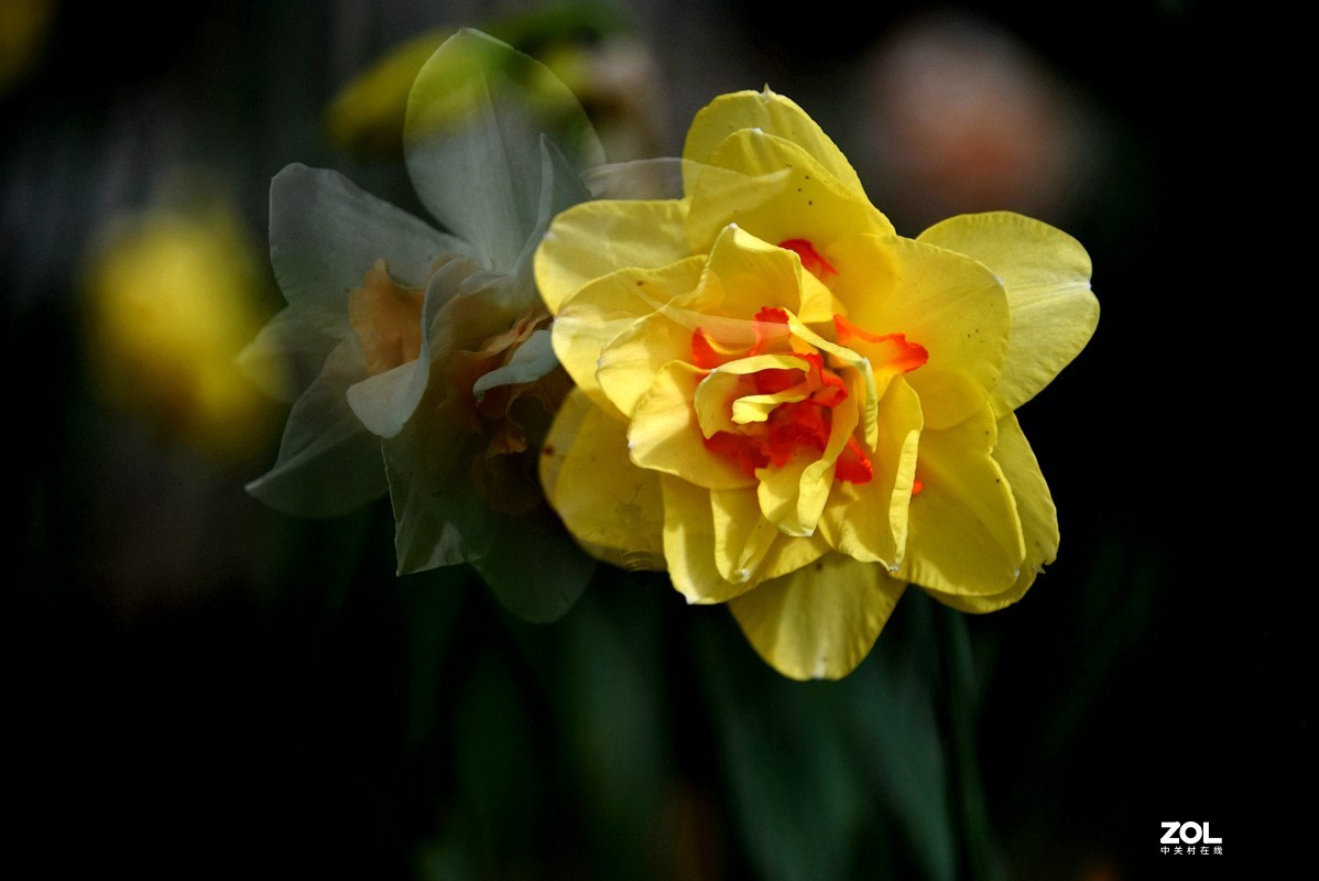 春花之水仙（9P），敬请指导！