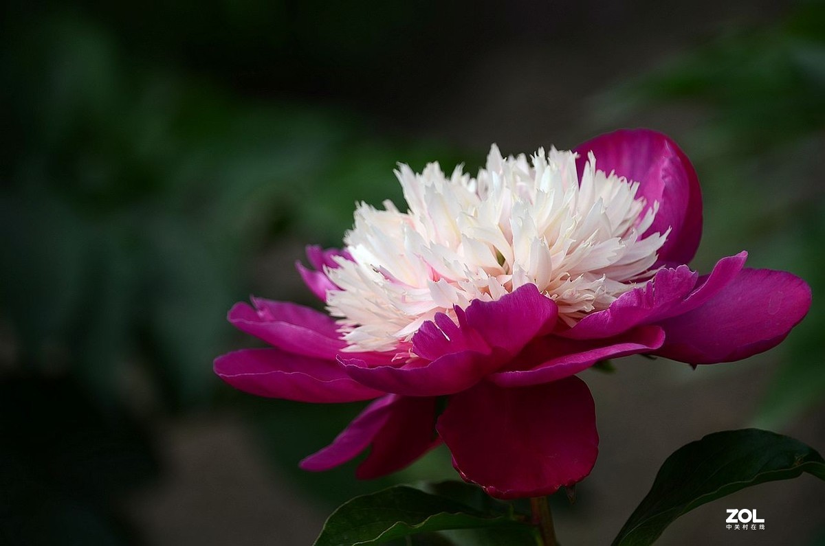 景 山 公 园------芍 药 花