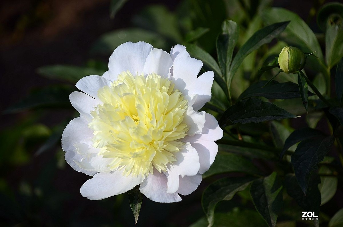 景 山 公 园------芍 药 花