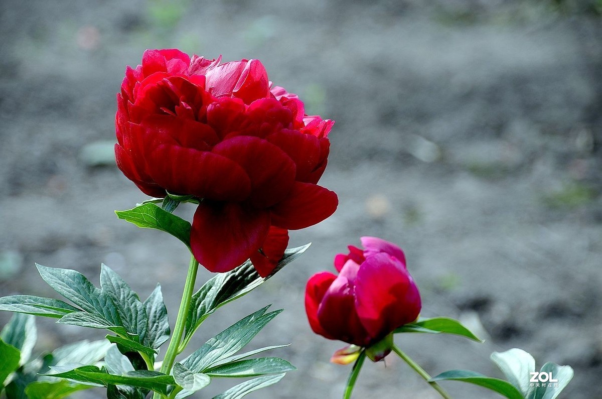 景 山 公 园------芍 药 花