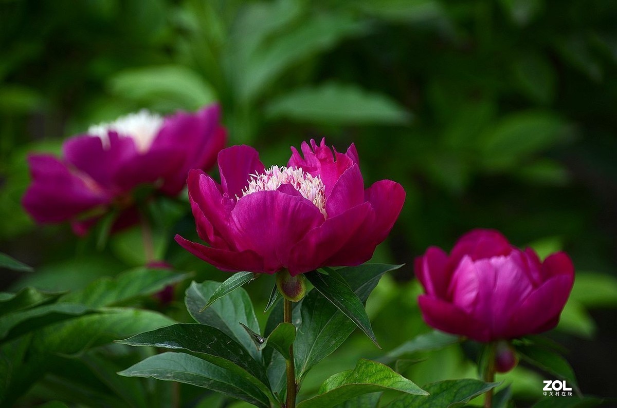 景 山 公 园------芍 药 花