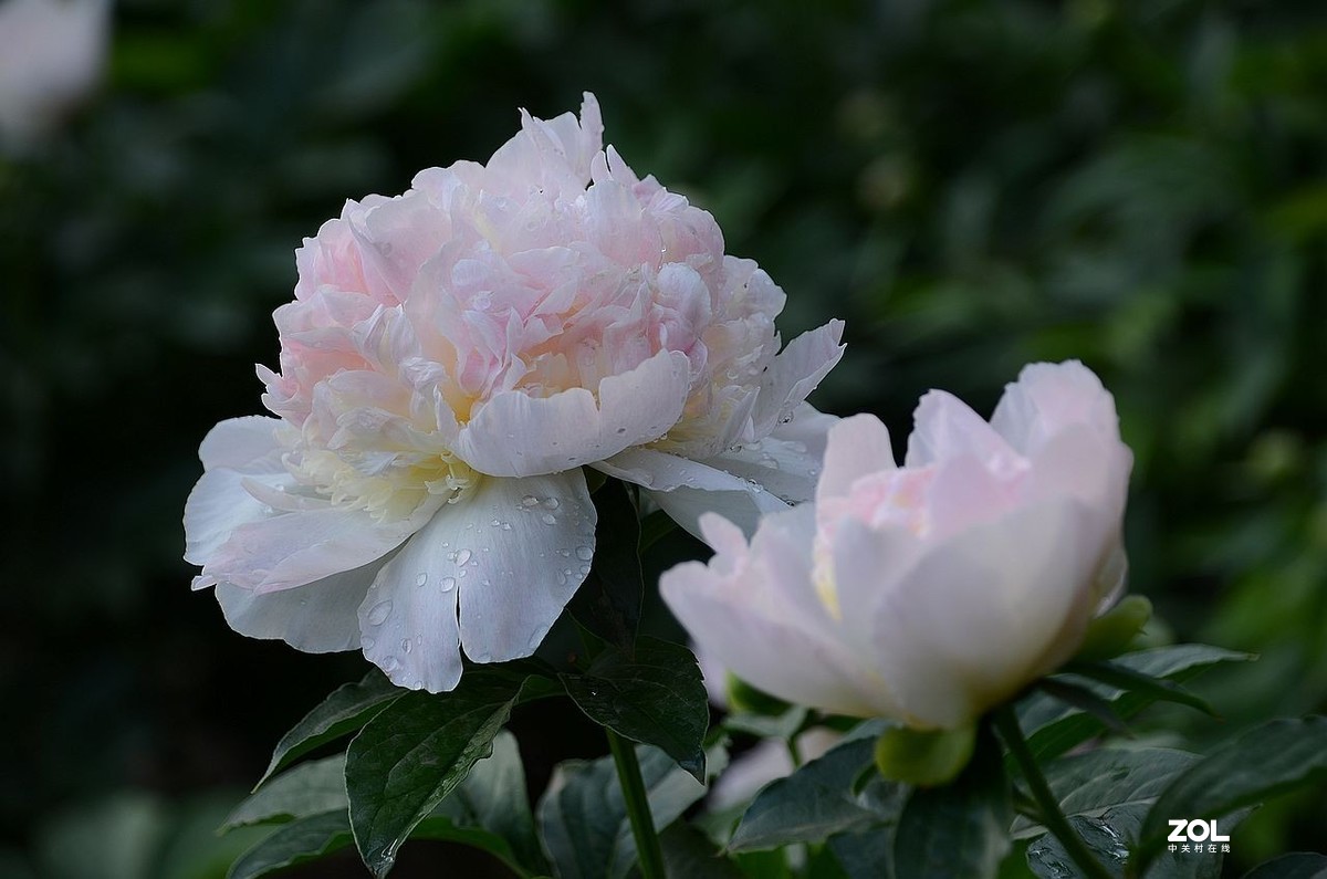 景 山 公 园------芍 药 花