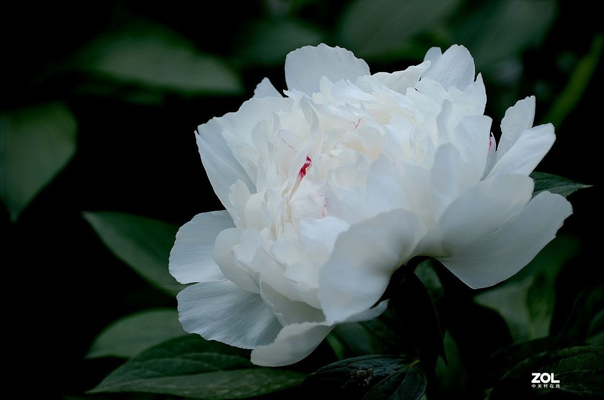 景 山 公 园------芍 药 花