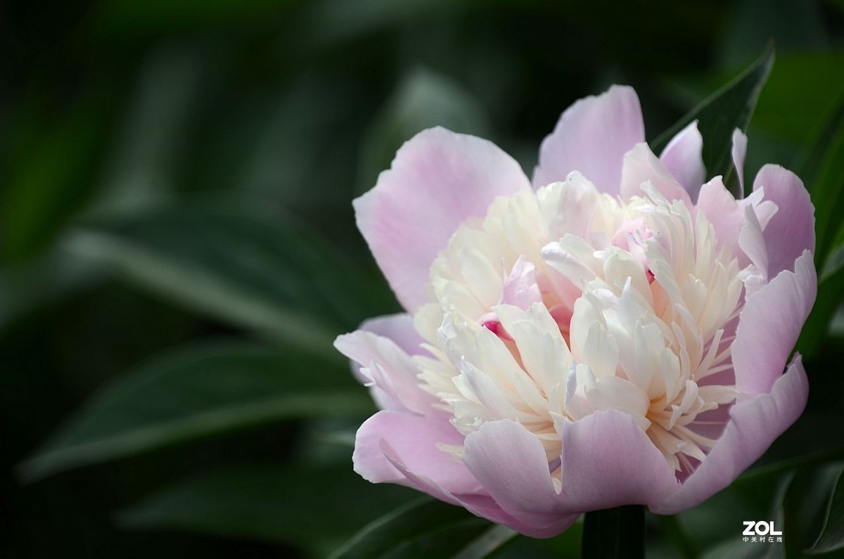 景 山 公 园------芍 药 花