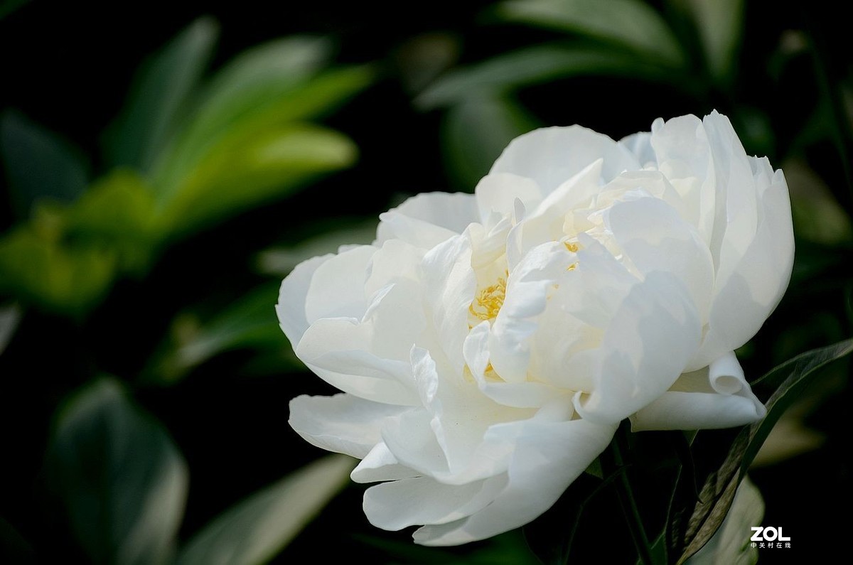 景 山 公 园------芍 药 花