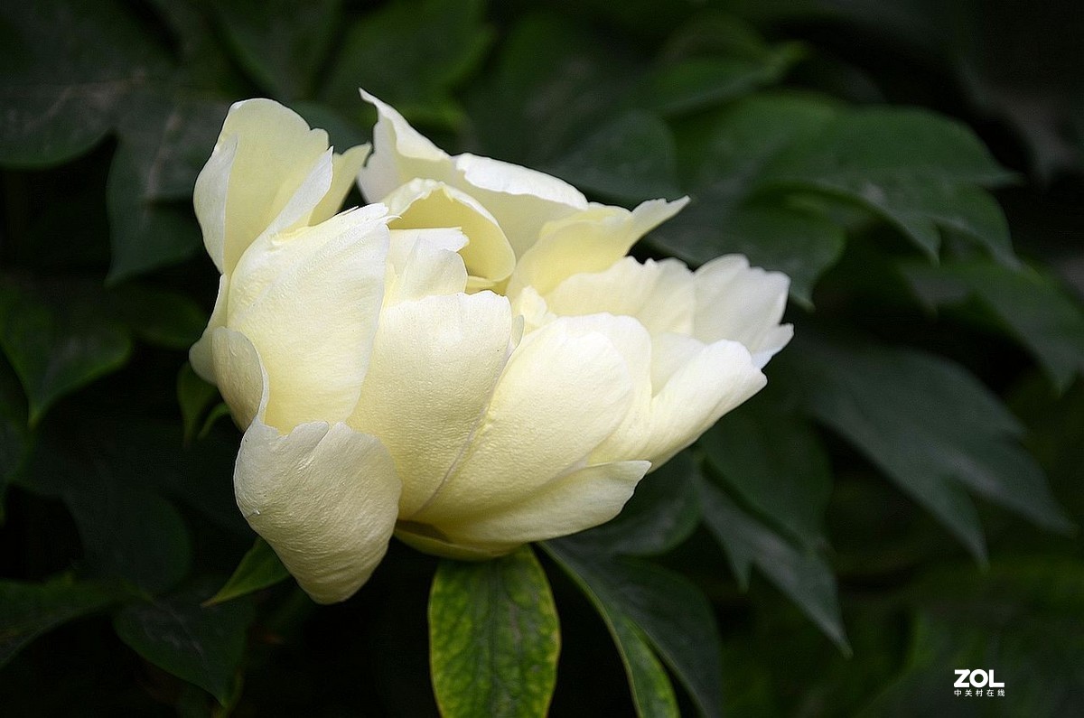 景 山 公 园------芍 药 花