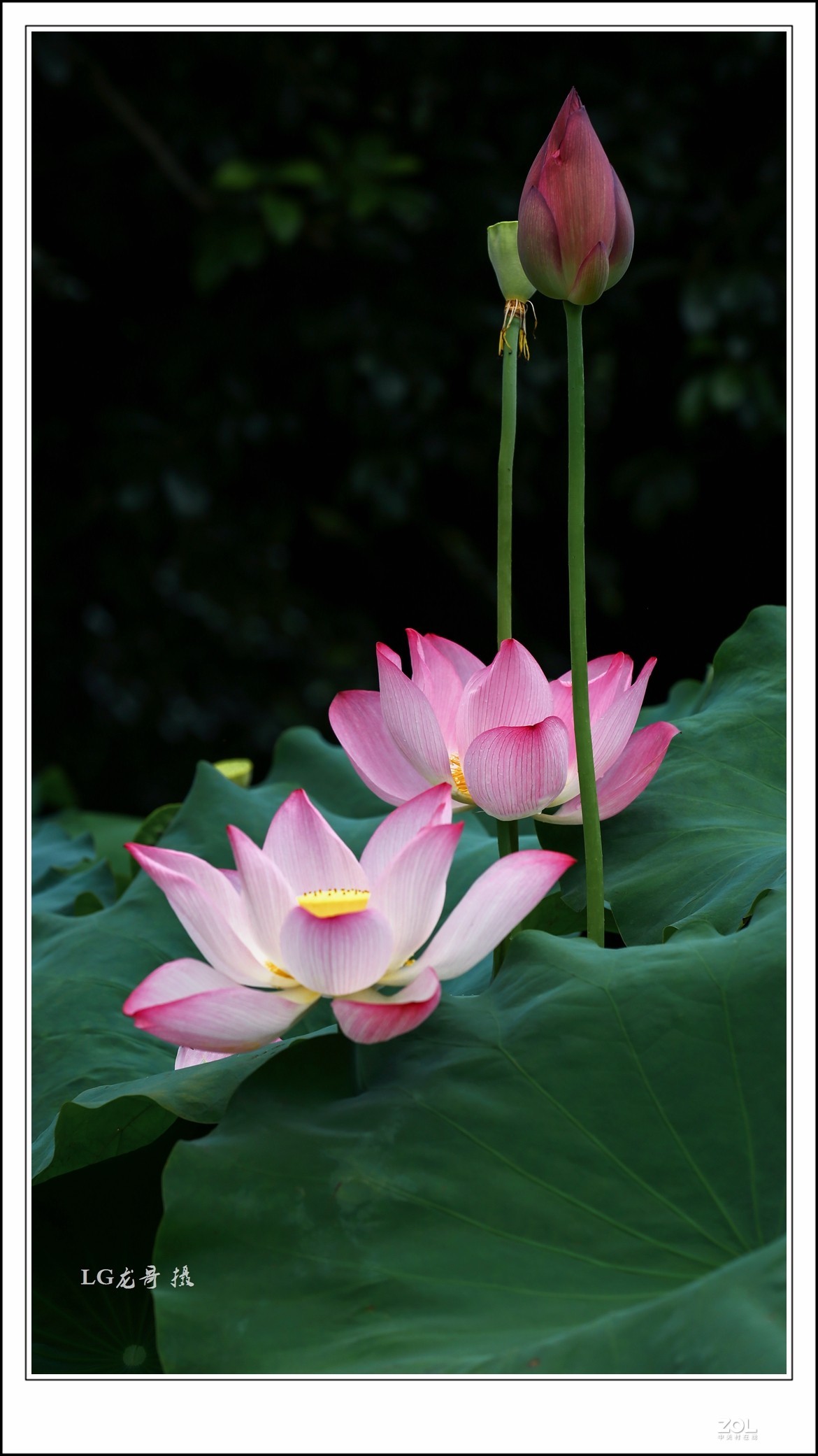 70 200 三代“小白伞”拍荷花顶呱呱