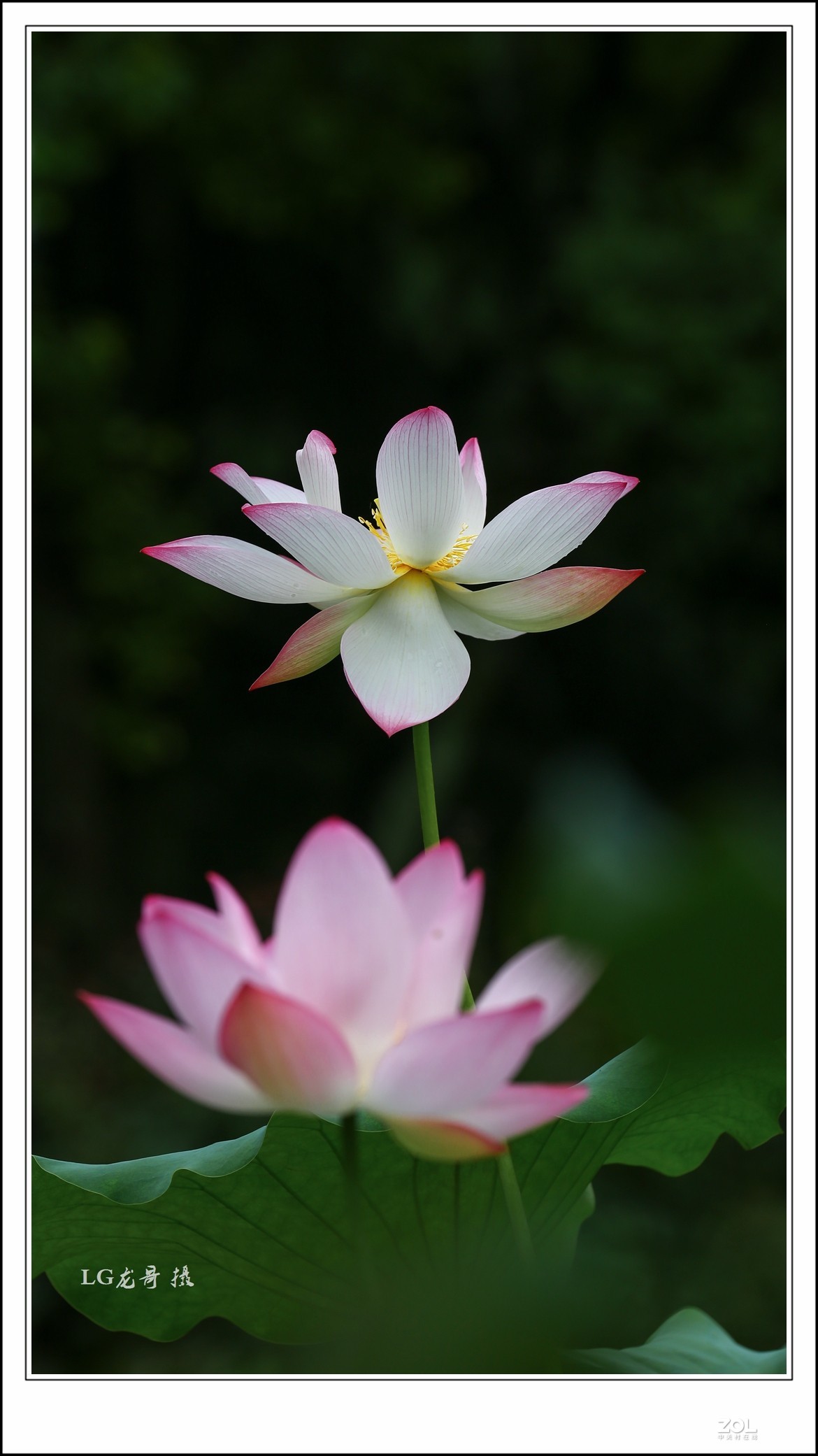 70 200 三代“小白伞”拍荷花顶呱呱