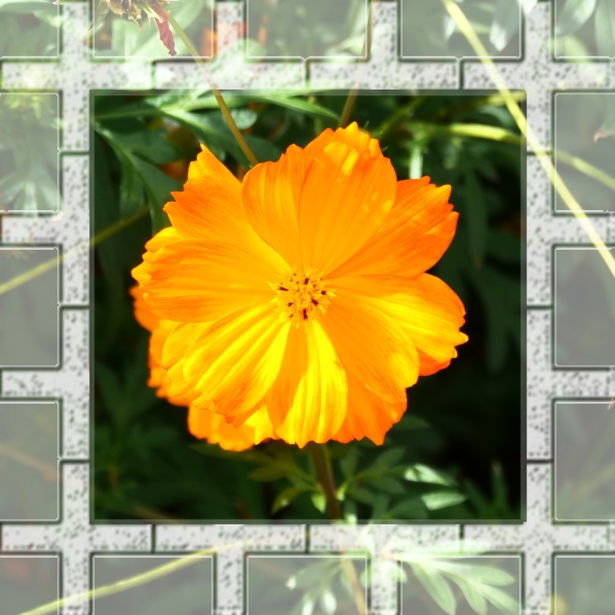 蜜蜂