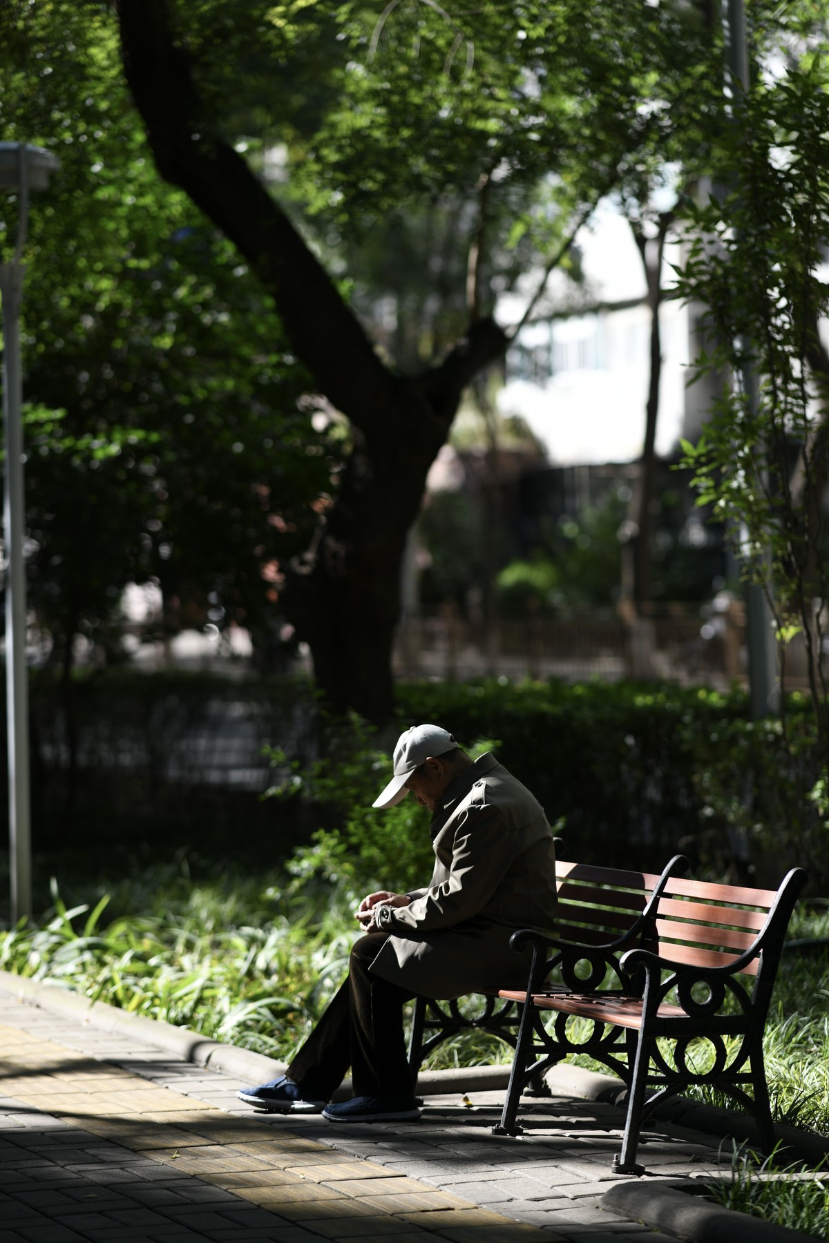 林荫道上的光和影