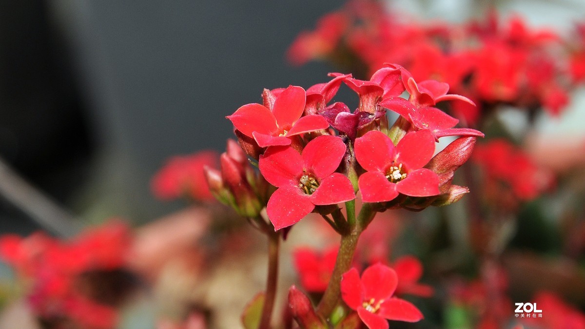 尼康16-85拍摄红色小花