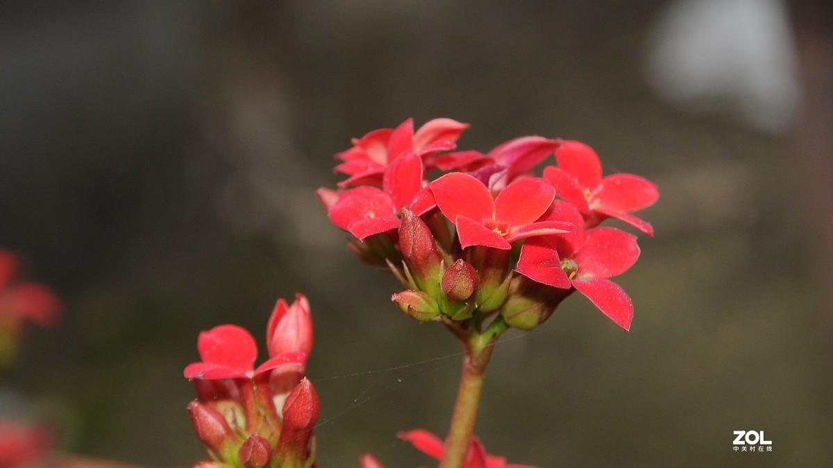尼康16-85拍摄红色小花