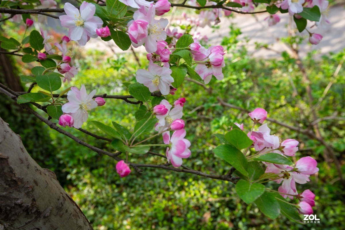 花枝招展