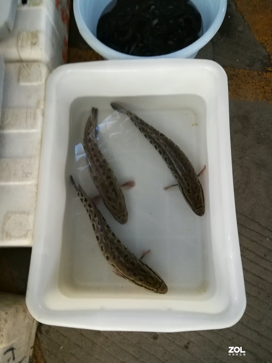 漫步星城 走街串巷（98）美明路