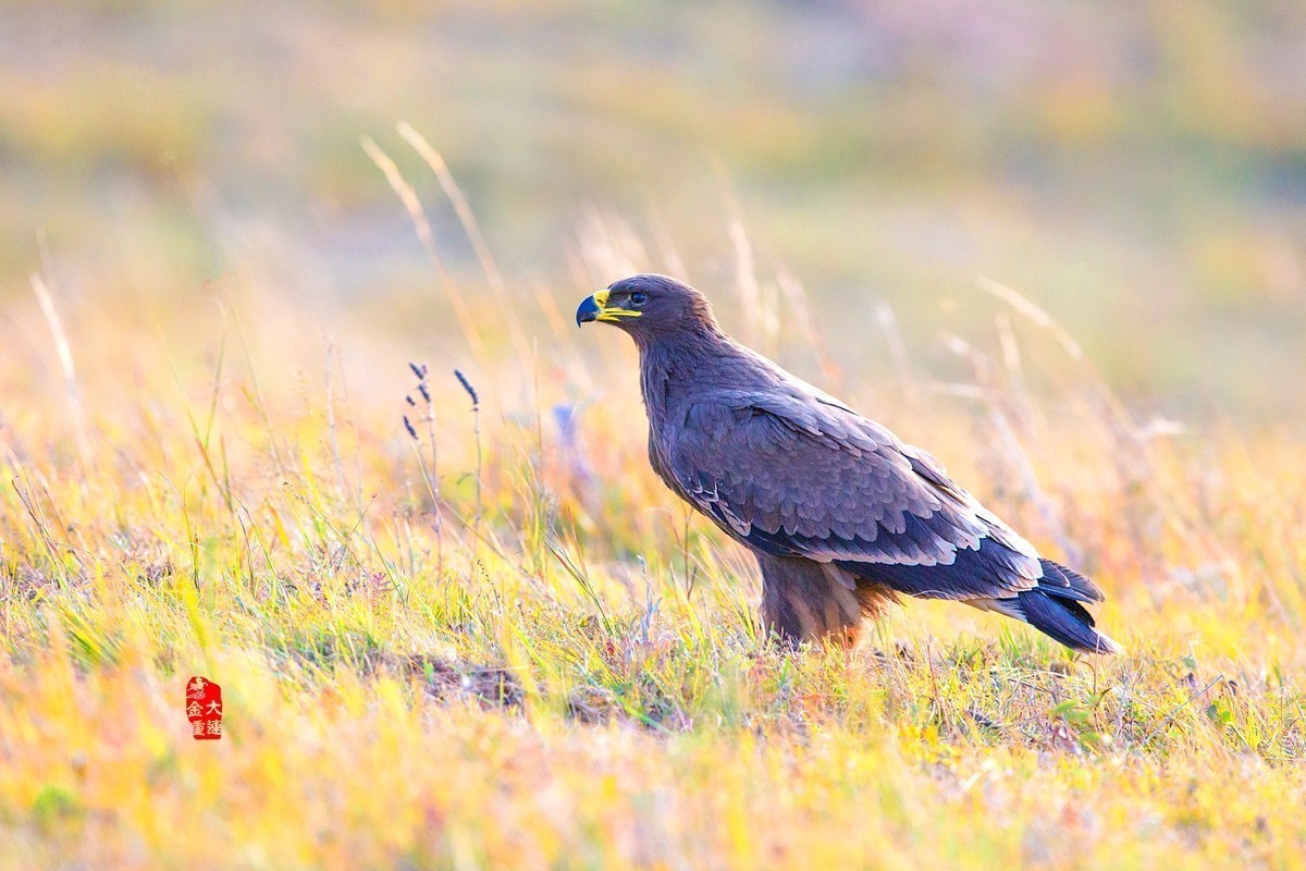 《大步流星》—— 草原雕
