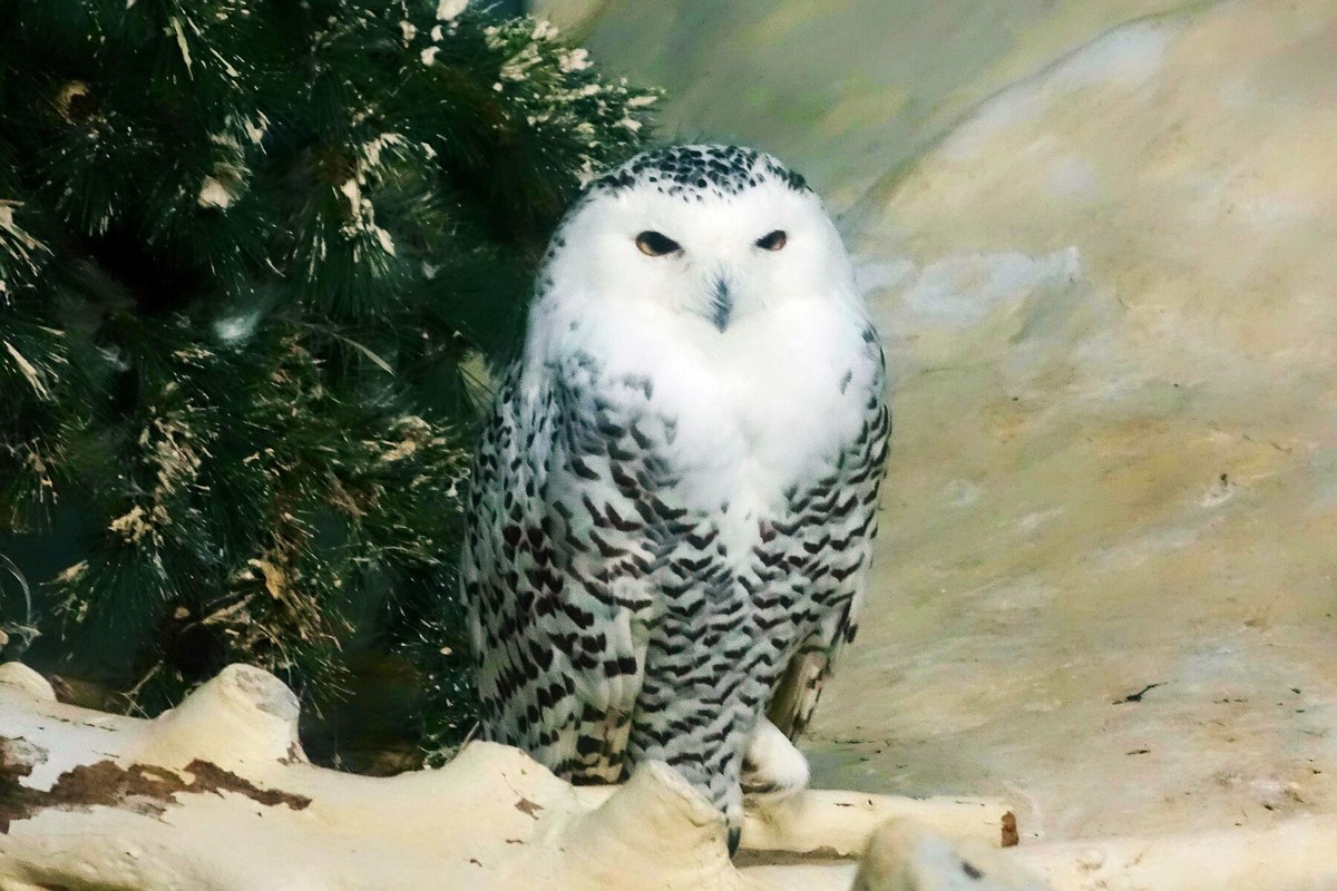 雪鸮