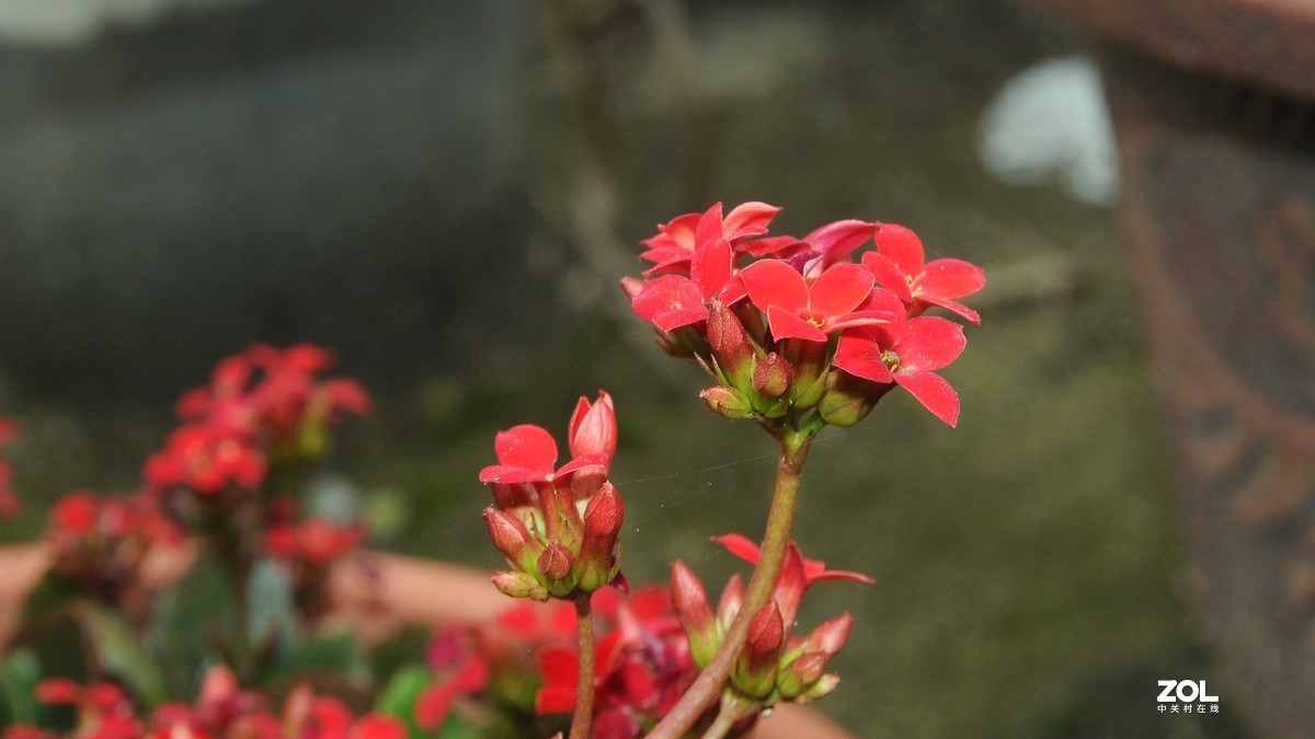 尼康16-85拍摄红色小花