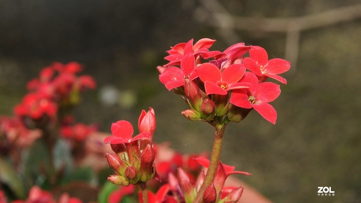 尼康16-85拍摄红色小花