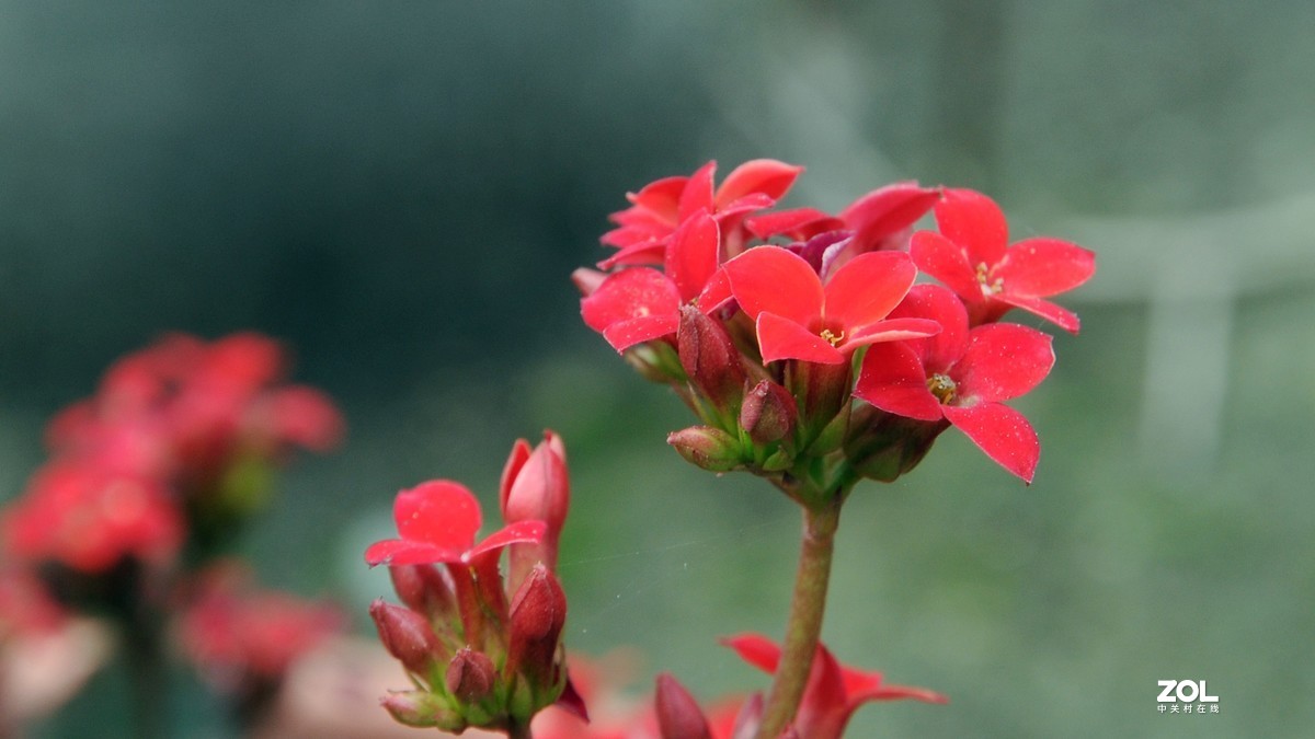 尼康16-85拍摄红色小花