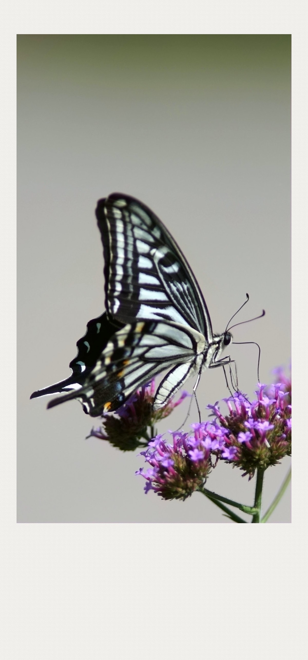 蝴蝶光摄影作品图片