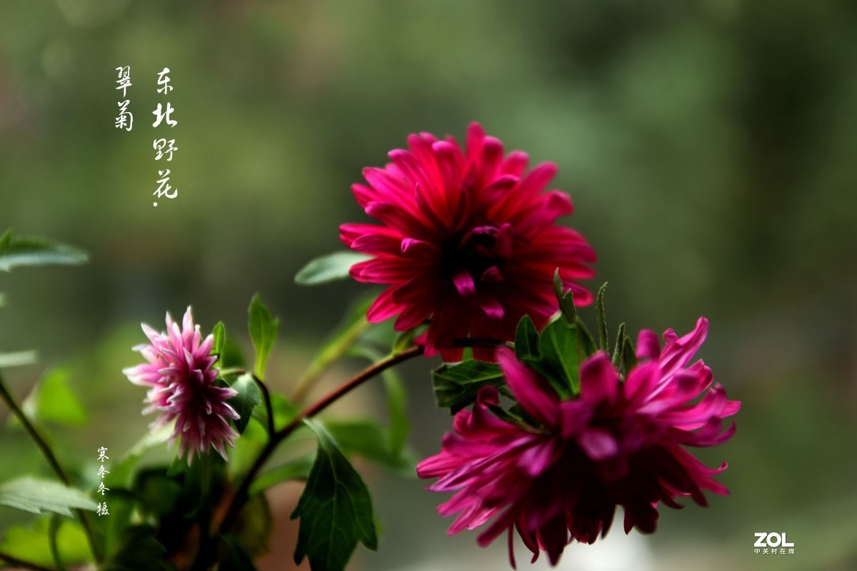 东北野花  翠菊