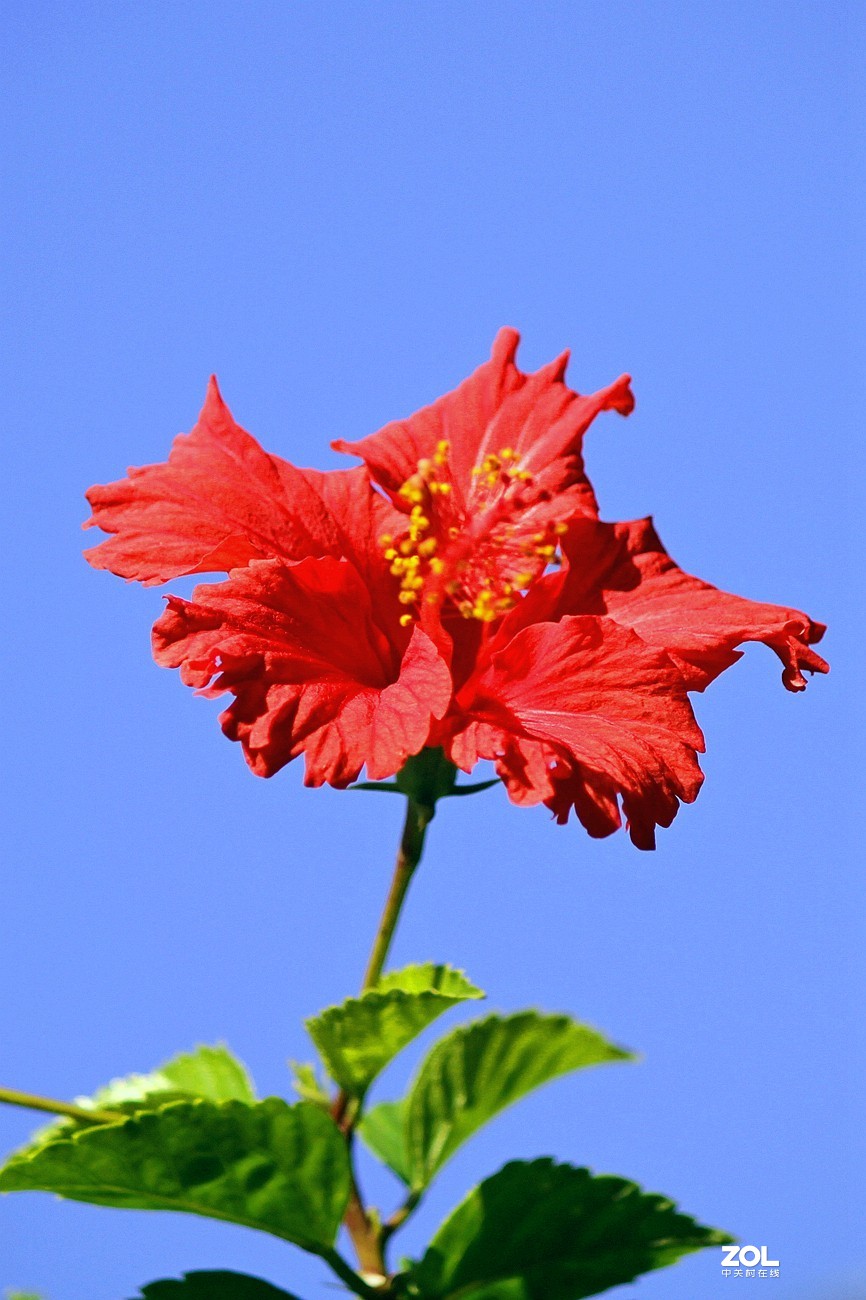 [扶桑花]之三十四-中关村在线摄影论坛