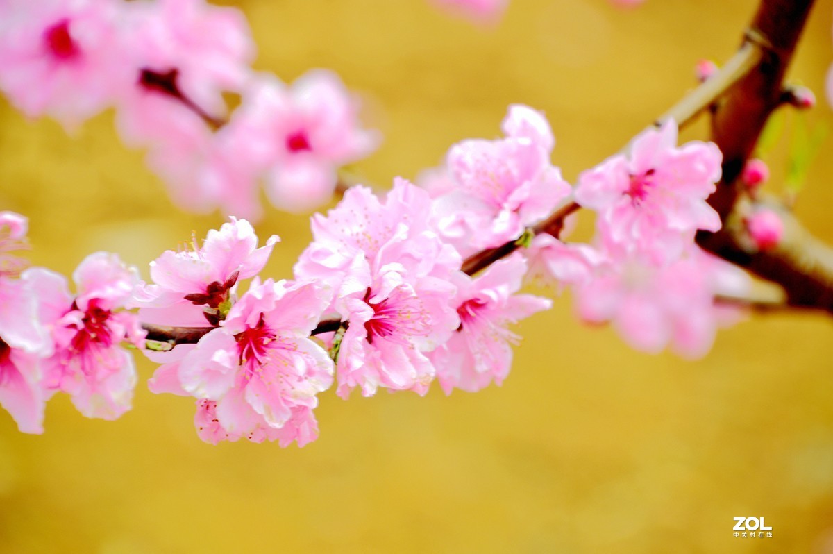 美丽桃花
