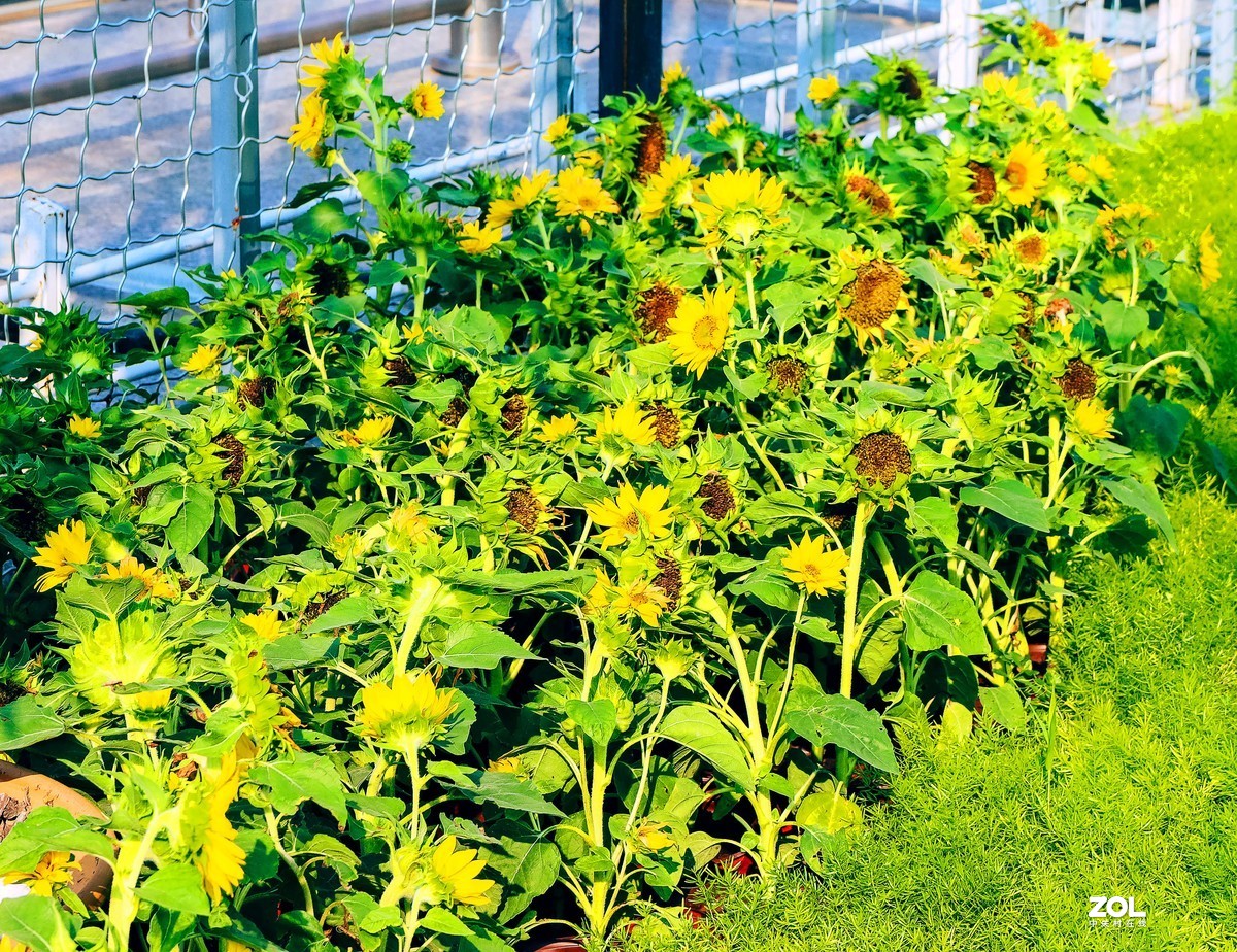 一个半画幅，一个狗头，依旧不想用手机，如之奈何？