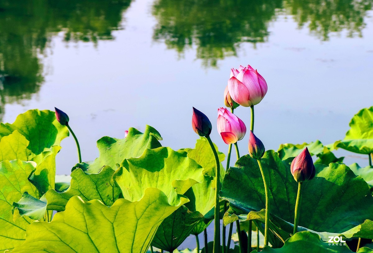 一个半画幅，一个狗头，依旧不想用手机，如之奈何？