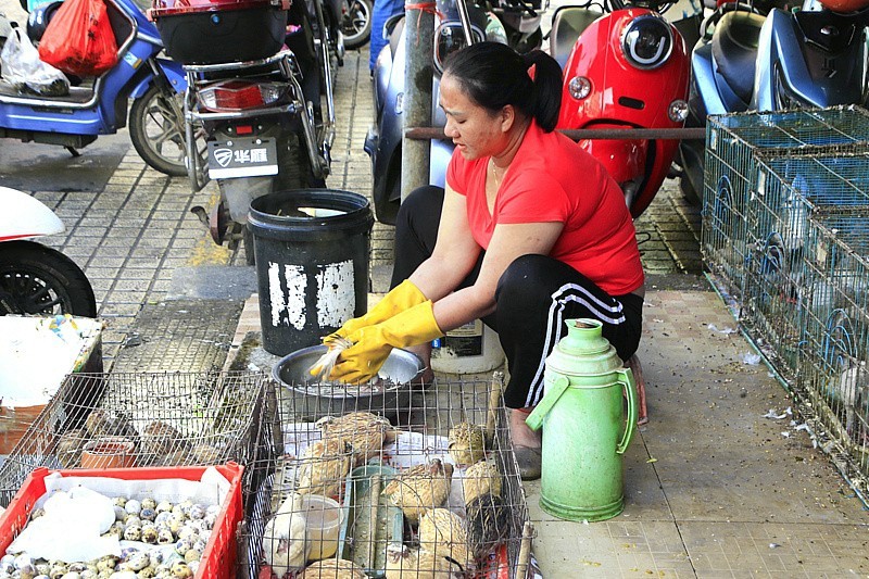 344【寿星老海南游摄日记】21.03.19宰鸽全过程，太麻利了！只需三分钟！
