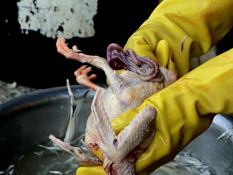 344【寿星老海南游摄日记】21.03.19宰鸽全过程，太麻利了！只需三分钟！