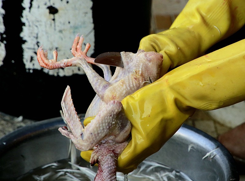 344【寿星老海南游摄日记】21.03.19宰鸽全过程，太麻利了！只需三分钟！