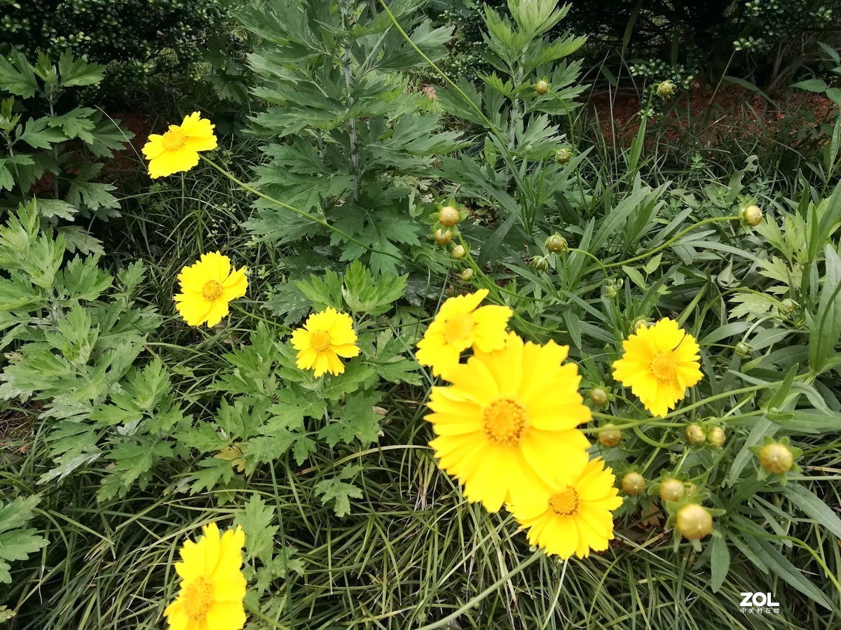 漫步星城 走街串巷（107）禁止开发区