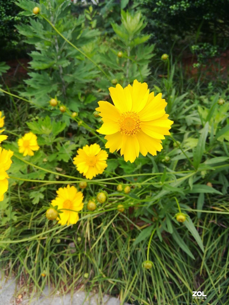 漫步星城 走街串巷（107）禁止开发区