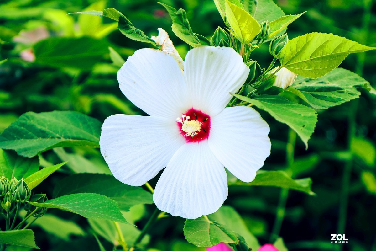 一个半画幅，一个狗头，依旧不想用手机，如之奈何？