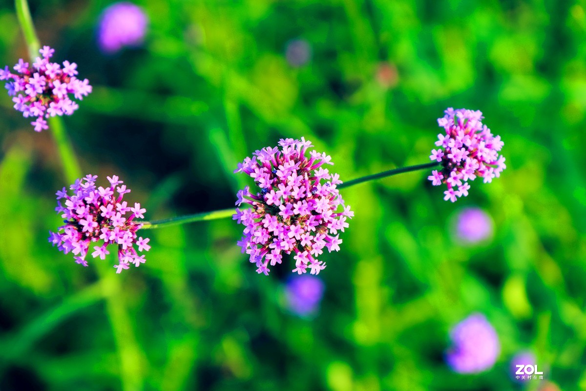 一个半画幅，一个狗头，依旧不想用手机，如之奈何？