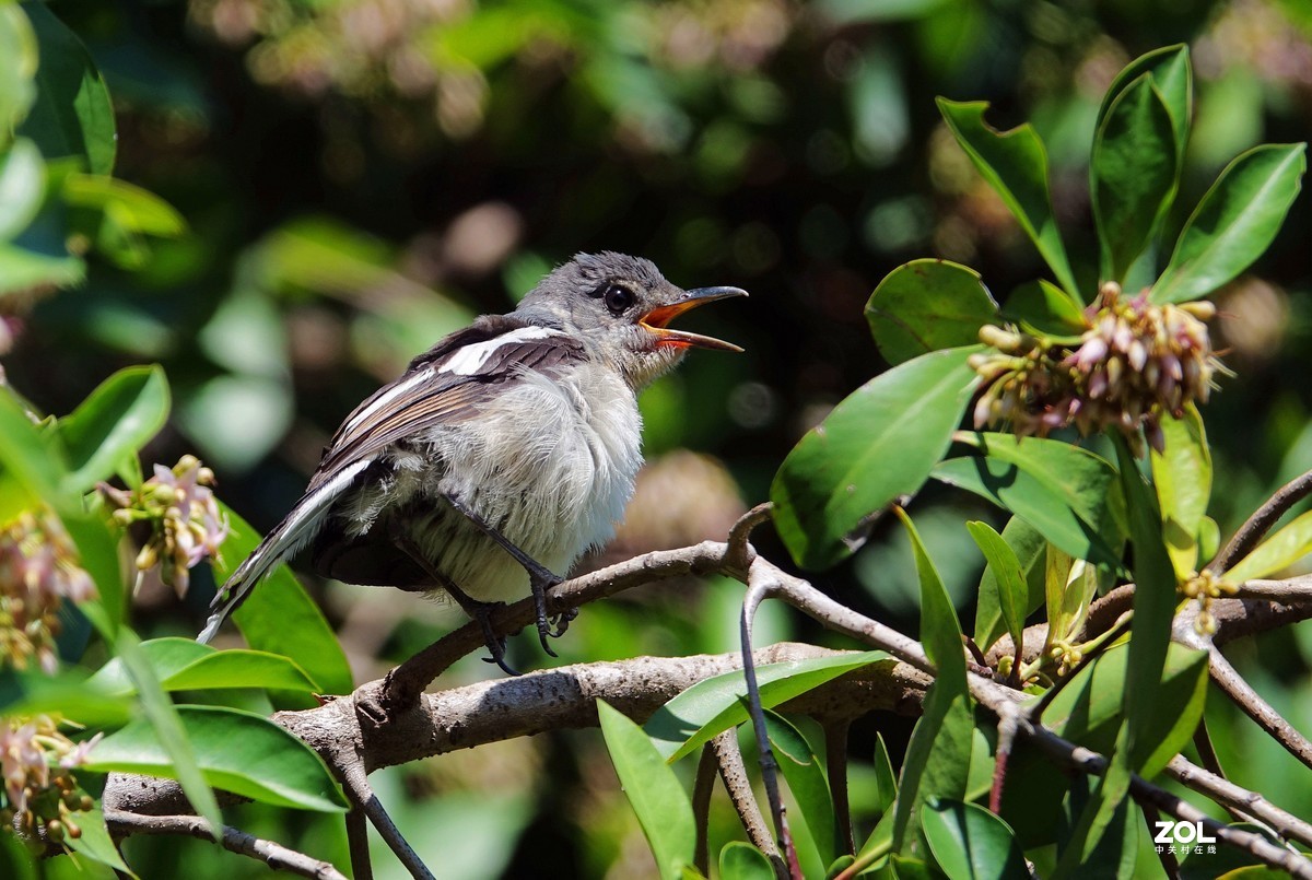 喳喳叫的小鹊鸲