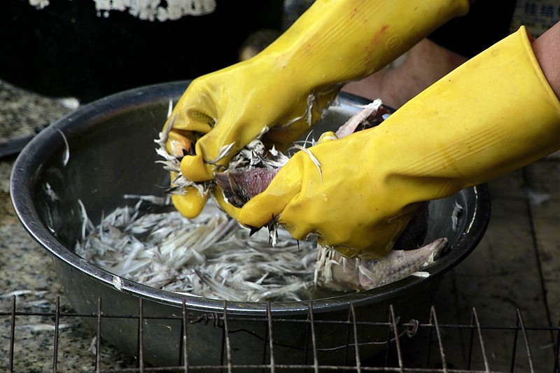 344【寿星老海南游摄日记】21.03.19宰鸽全过程，太麻利了！只需三分钟！