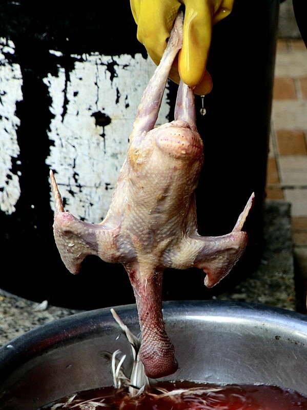 344【寿星老海南游摄日记】21.03.19宰鸽全过程，太麻利了！只需三分钟！