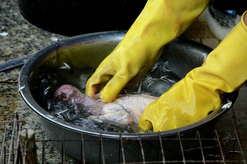 344【寿星老海南游摄日记】21.03.19宰鸽全过程，太麻利了！只需三分钟！