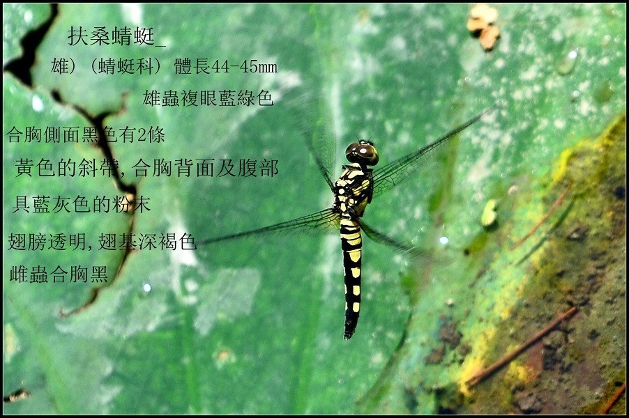 蜻蜓点水