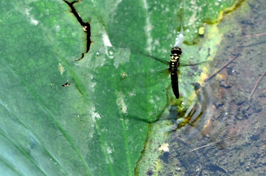 蜻蜓点水