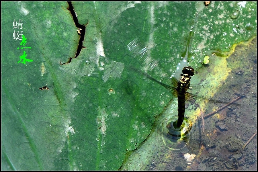 蜻蜓点水