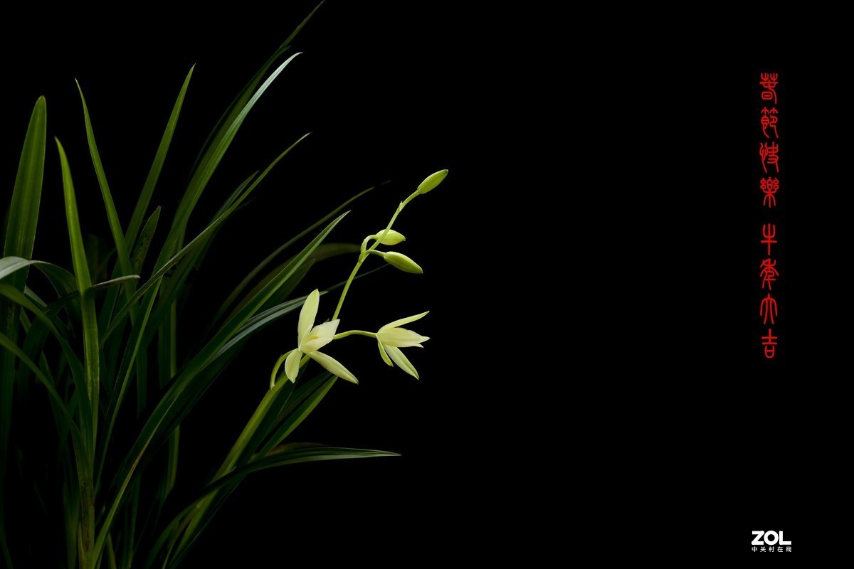 几张兰花小片祝朋友们春节快乐