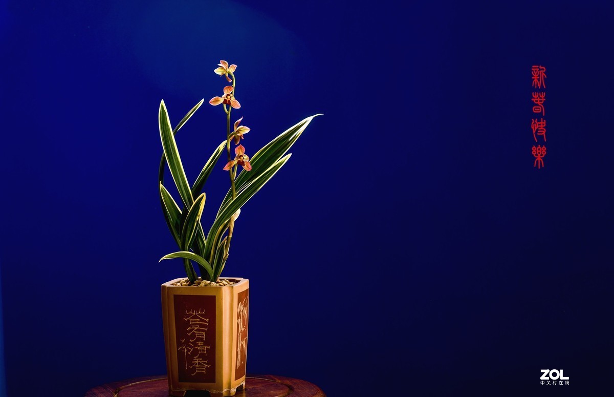 几张兰花小片祝朋友们春节快乐