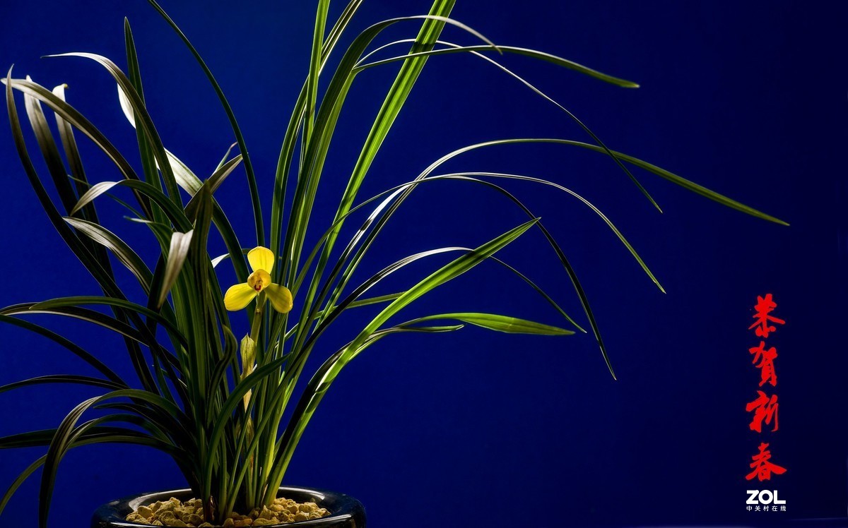 几张兰花小片祝朋友们春节快乐